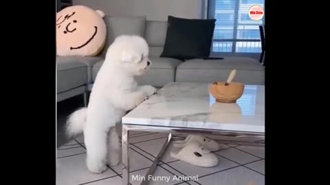 Funny cat's and dog's videos | funny animal videos 2023