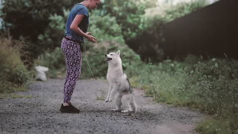 Playful Dog Leaping High Up To Mom's Arms