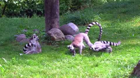 Ring-Tailed Lemurs In A Zoo