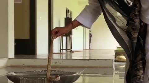 Sadhguru handles cobra