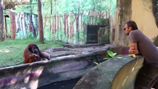 Orangutan throws back banana Peel