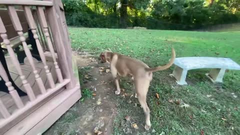 DOBERMAN Attacks pitbull (dog park chornikal)