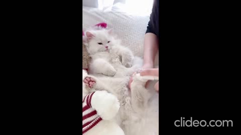 Acrobatic Feline: Cat's Flips, Rolls, and Leaps 🤸‍♂️🐈