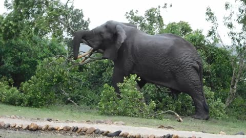 African Elephant Destroying Vegetation