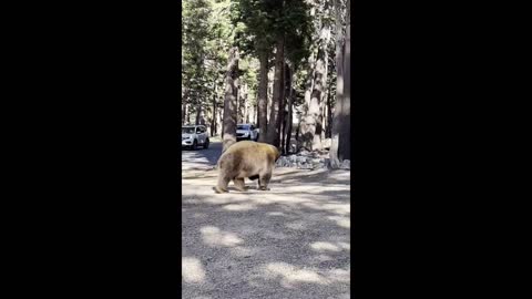 Giant bear tries to break into locked dumpster