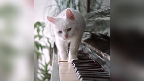 A beautiful cat walking on the piano