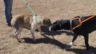 #22 brown and white female #33 black female lab mix Feb2022