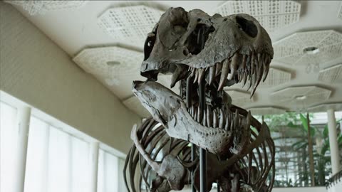JACKPOT JURASSIC AUCTION: Massive T-Rex Skeleton Fetches GBP 5 Million In Switzerland 2