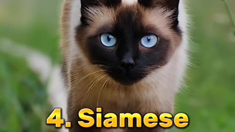 Top Ten Most Beautiful Cat Breeds In The World