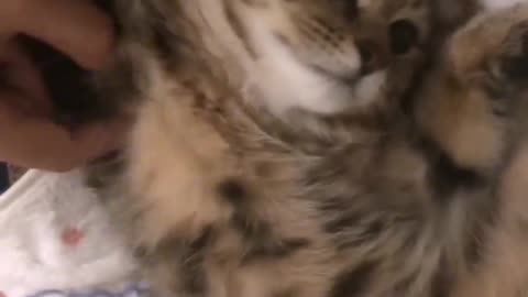Kitten hugging its head
