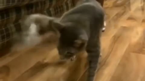 Cats funyy video