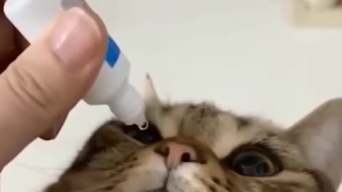 Funny and Cute Cats Videos #269