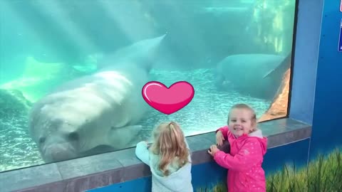 Funny Baby and Animals cute Video