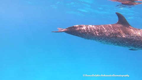 Meet Atlantic Spotted Dolphins in Bimini, Bahamas