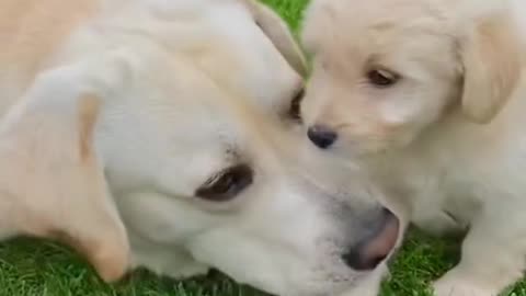 Cute Dog 🐕 and Cute puppy