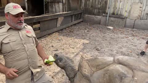 Amazing 🐢 Tortoise,Aged 104 Years