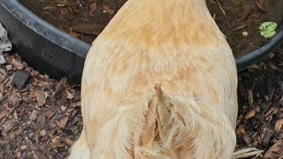 OMC! Little hen squawks at me while getting a drink!