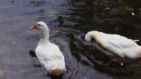 I like white duck very much