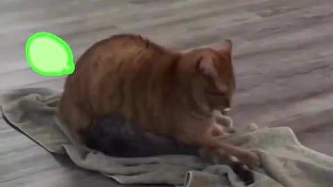 🐱 Funny cat videos - cute cats - Try not to laugh - Cat videos Compilation #shorts 🐈_33