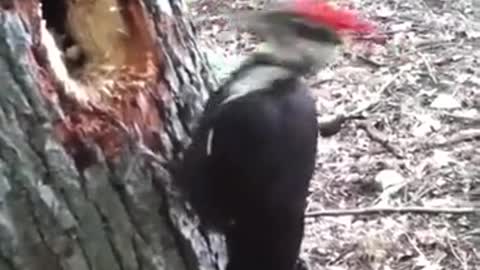 What an amazing strong pleated woodpecker