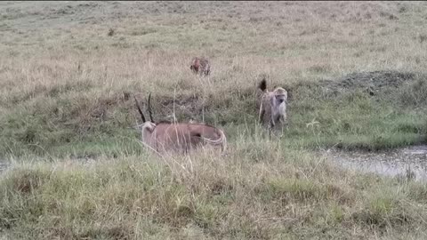 Hyenas Trap the world's largest Antelope.