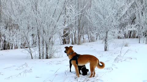 SoftBank invests in startup that seeks to extend life of dogs.