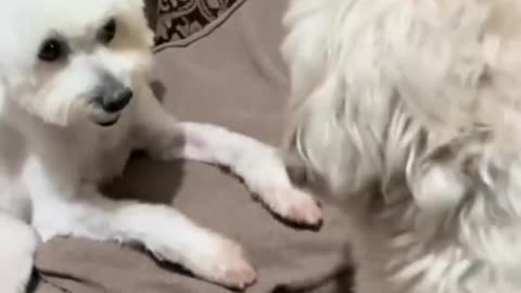 Funniest Doggos of TikTok ~ Most Adorable Puppies TIK TOK