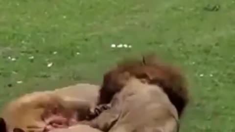 Wow!! Two male lions fight till death brutal and bloody