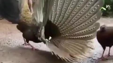 Unique Activity of Beautiful Bird #shorts #viral #shortsvideo #video