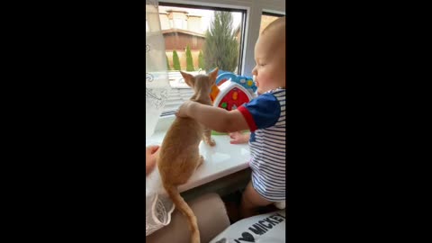 2023 NEW VIRAL VIDEO YOU'LL MISS OUT IF YOU DON'T SEE WHAT THE KID IS DOING WITH THE CAT 😺