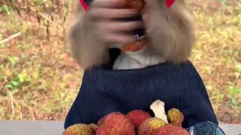 cute monkey eating african berries