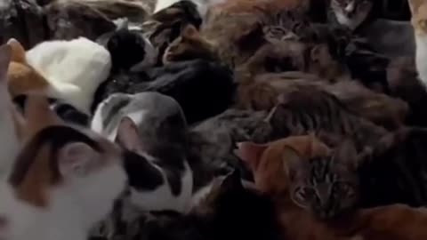 How many cats are there???