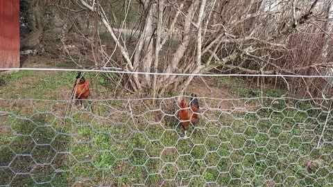 Vlog #10: The Bachelor Pad Roosters Are Having Trust Issues