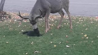 Cat Has no Fear While Messing with Deer