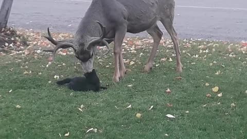 Cat Has no Fear While Messing with Deer