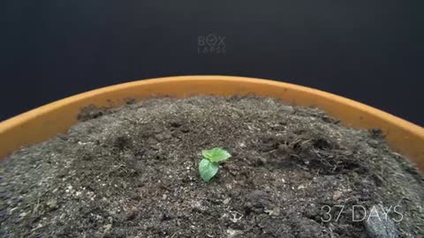 FIG TREE Growing From Seed TIME LAPSE - 145 Days