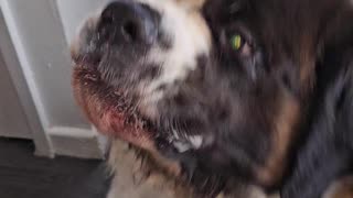 Saint Bernard Speaking funniest dog talk