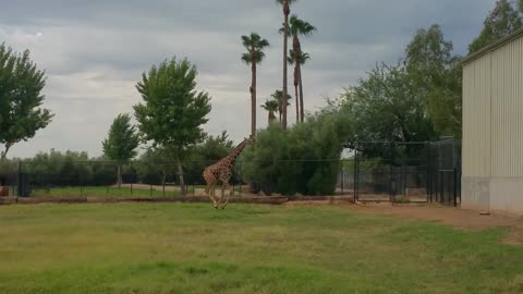 Giraffe does funny high kick at World Wildlife Zoo Litchfield Park Arizona