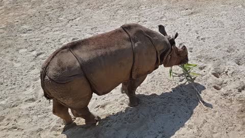 Rhino eating grass HD