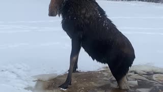 Canadian Men Rescue Moose That Fell Through Ice