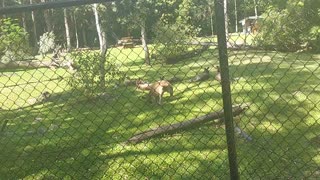 Zoo kangaroos