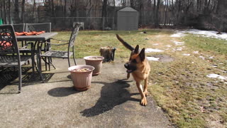 German Shepherd grows impatient of owner