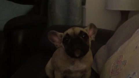 French Bulldog puppy speaks to owner