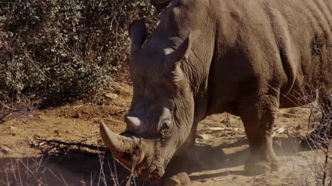 Traveling Shot Of A Close Up To A Rhino Walking Through Bushes