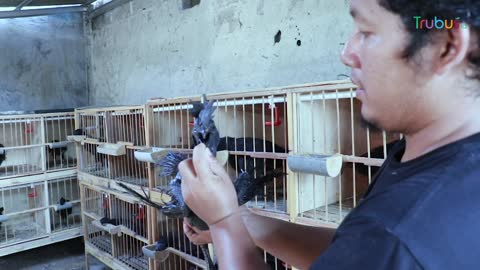 CEMANI DUMADI CHICKEN CULTIVATION SUCCESS IN HARVESTING GOOD FORTUNE