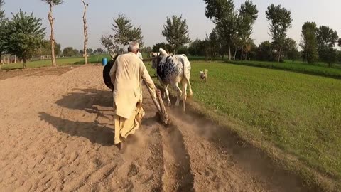 Beautiful Traditional Village Life in Pakistan | Beautiful Old Culture of Village.