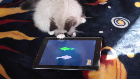 Ragdoll kitten destined to be serious gamer