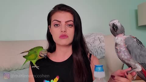 6 WAYS TO TEACH YOUR PARROT TO TALK!