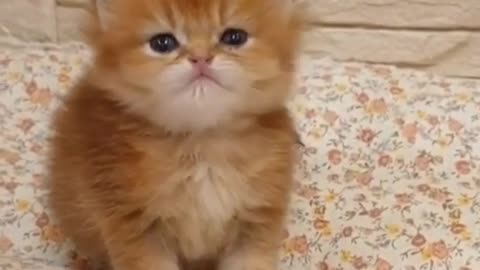 🤣 Funniest 🐶 Dogs and 😻 Cats - Awesome Funny Pet Animals Videos 😇