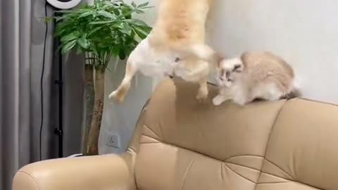 Funny dogs funny cats Funny scene